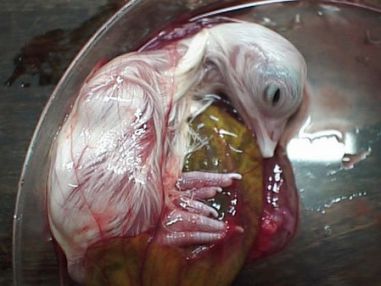 تخم نطفه دار - مراحل رشد جنین شتر مرغ