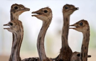 تخم نطفه دار - مشخصات عمومی شترمرغ