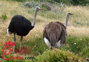 تخم نطفه دار شترمرغ