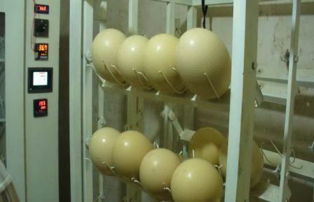 انکیباتور - دستگاه جوجه کشی شترمرغ