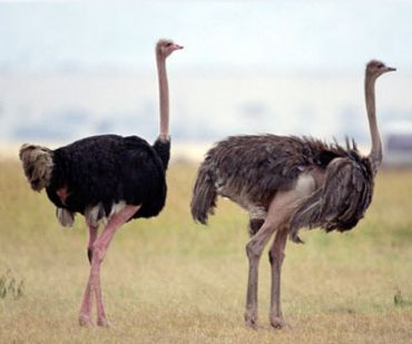 انکیباتور - تعیین جنسیت شترمرغ