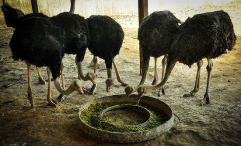 دستگاه جوجه کشی - غذای شترمرغ