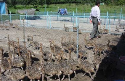 تخم نطفه دار - شرایط زمین پرورش شترمرغ