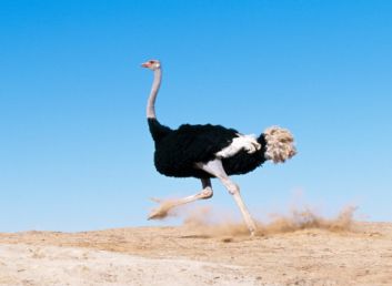 انکیباتور - رفتار شترمرغ