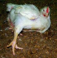 بیماری پاها در مرغداری