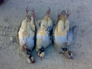 انکیباتور - شکار کبک