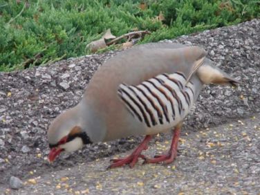 تخم نطفه دار - عادات غذایی کبک
