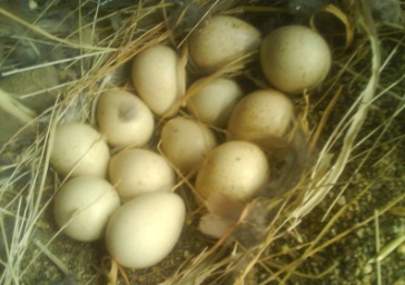 انکیباتور - وزن مناسب تخم کبک برای جوجه کشی