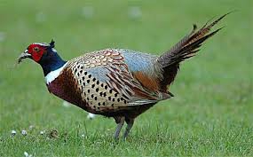 ماشین جوجه درآوری - قرقاول گردن حلقه ای