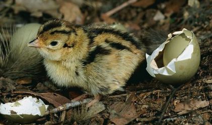 تخم نطفه دار - هچ جوجه قرقاول