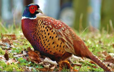 دستگاه جوجه کشی - پرورش قرقاول