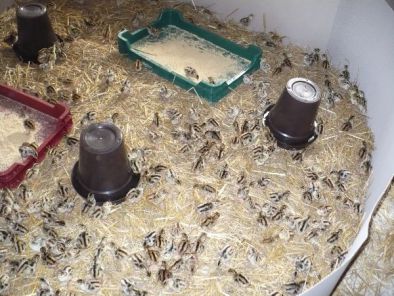 انکیباتور - آبخوری و دانخوری جوجه قرقاول