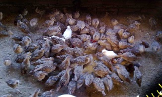 دستگاه جوجه کشی - زمین پرورش قرقاول