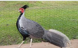 تخم نطفه دار - پرورش قرقاول