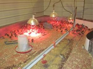 دستگاه جوجه کشی - منابع گرمازای سالن پرورش قرقاول