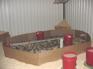 ماشین جوجه درآوری - گارد یا محافظ جوجه های قرقاول