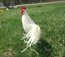 تخم نطفه دار مرغ و خروس نژاد فینیکس