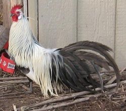 مرغ و خروس نژاد فینیکس