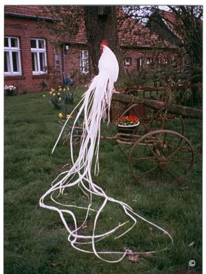 مرغ و خروس نژاد فینیکس سفید رنگ