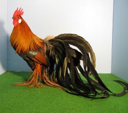 فروش تخم نطفه دار مرغ و خروس نژاد فینیکس