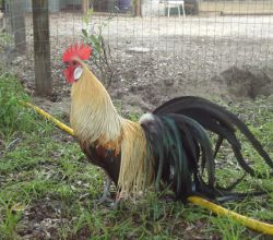 مرغ مرغ و خروس نژاد فینیکس