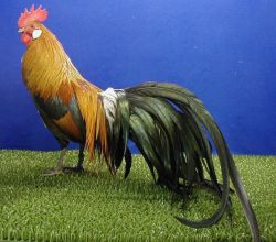 خروس مرغ و خروس نژاد فینیکس