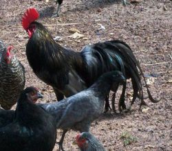 زیباترین مرغ و خروس، مرغ و خروس نژاد فینیکس