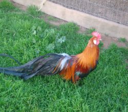 تصویر مرغ و خروس نژاد فینیکس