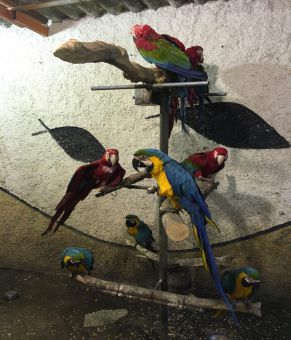 تخم آرا .تخم طوطی اکلکتوس