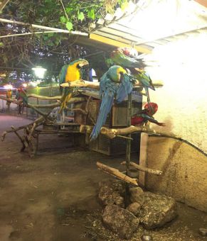 خرید کاسکو اکلکتوس