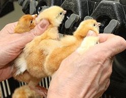 تخم نطفه دار - نوک چینی جوجه