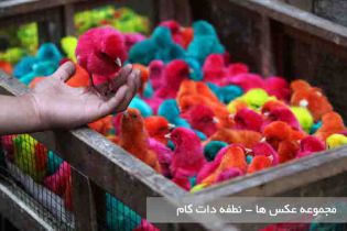گالری عکس سایت نطفه دات کام - سایت جوجه کشی