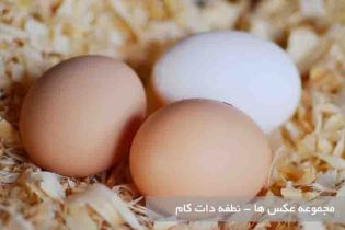گالری عکس سایت نطفه دات کام - سایت فروش دستگاه های جوجه کشی