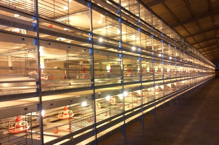 انکیباتور - سالن مرغداری باسیستم قفس