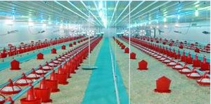 دستگاه جوجه کشی - سالن مرغداری سیستم بسته