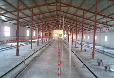 تخم نطفه دار - سالن مرغداری سیستم باز