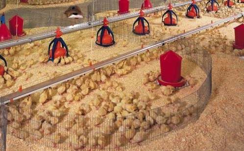 تخم نطفه دار - سالن مرغداری با سیستم نرده پوشال