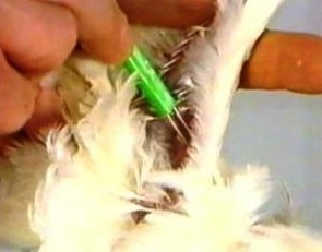 دستگاه جوجه کشی - نکات ضروری در انجام واکسیناسیون