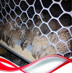 قفس پرورش بلدرچین