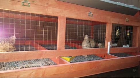 ماشین جوجه درآوری - قفس مناسب جوجه بلدرچین