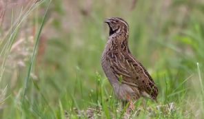 عکسی از بلدرچین در طبیعت