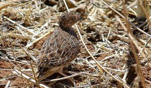 عکسی از جوجه بلدرچین