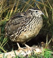 تصویری از بلدرچین بر شاخه درخت