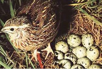 تصویری از بلدرچین و تخم هایش