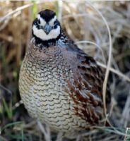 عکس بلدرچین در جنگل