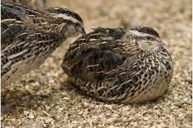 تصویری از بلدرچین نر و ماده