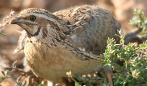 تصویری از بلدرچین در باغ