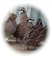 تصویر زیبای دسته ای از بلدرچین ها