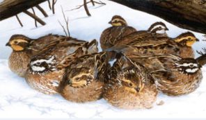 عکس زیبایی از دسته بلدرچین ها در زمستان