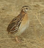 یکی از نژادهای بلدرچین